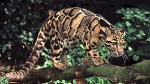 The mainland clouded leopard is found from Nepal to Southeast Asia. It is seriously threatened across much of its range, particularly due to hunting. (Image: Bill Attwell / Alamy)
