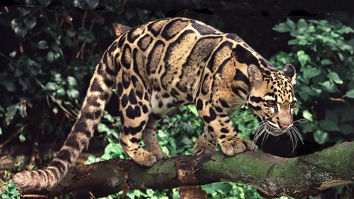 Clouded leopards may be rarer than tigers in mainland Asia | The Third Pole