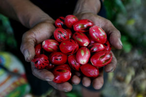 Nutmeg seeds harvested in North Maluku province in Indonesia. The nutmeg tree is native to the Maluku Islands or Moluccas; the issues raised by its colonial history are a central theme of ‘The Nutmeg’s Curse’ by Amitav Ghosh. (Image: Afriadi Hikmal / Alamy)