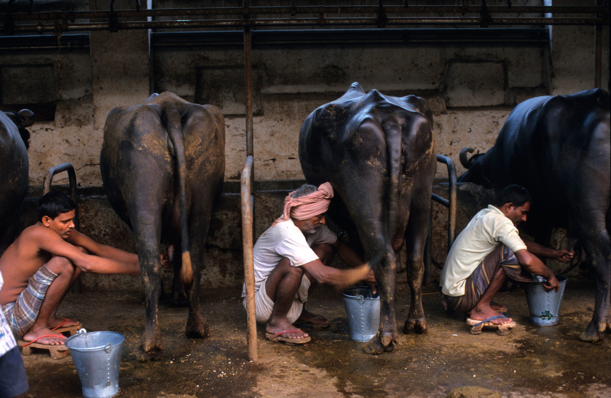 A stable for water buffalo in Mumbai. Livestock is the source of 63% of India's agricultural methane emissions