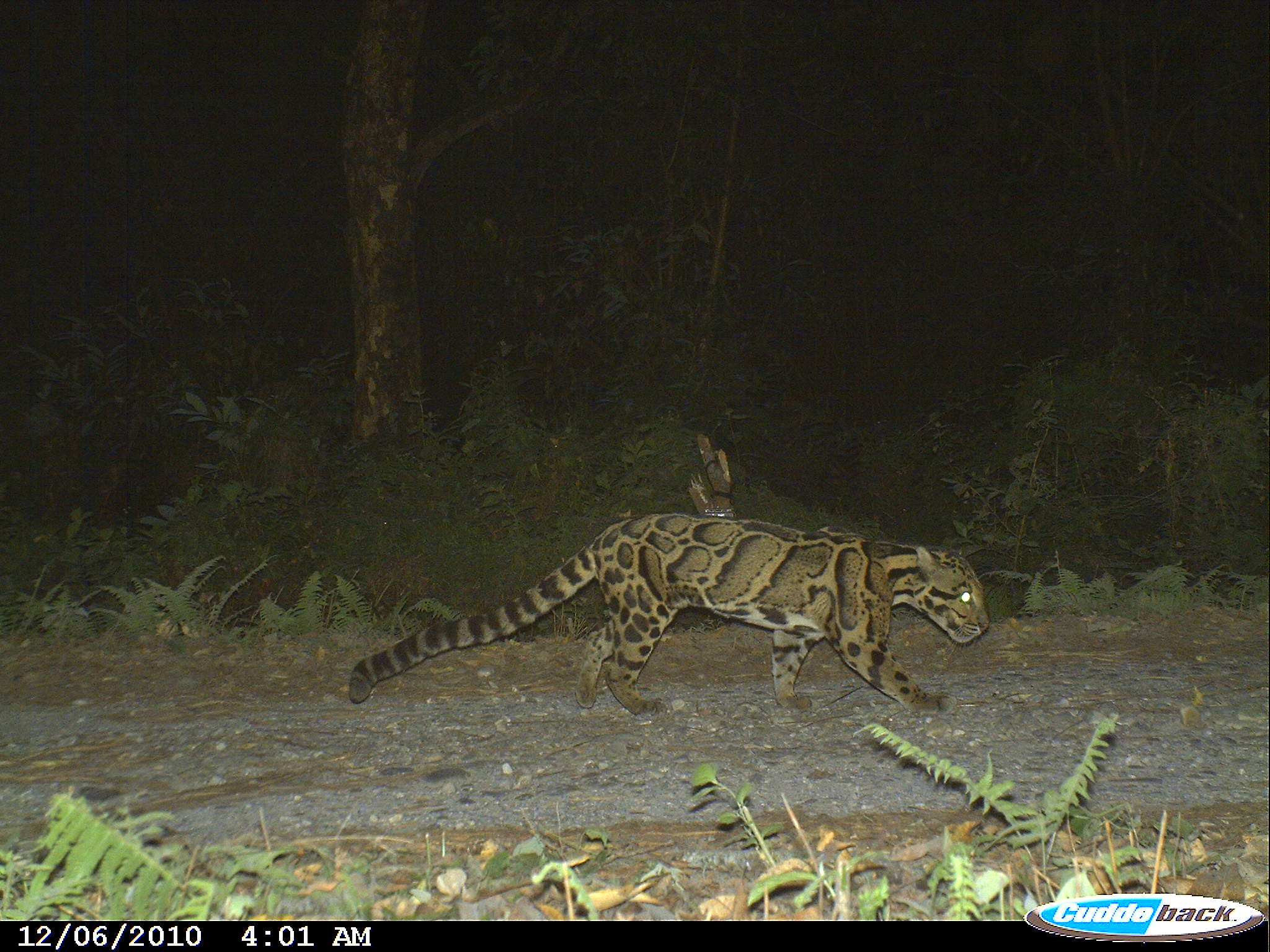 Clouded leopard photographed by camera trap in Manas National Park