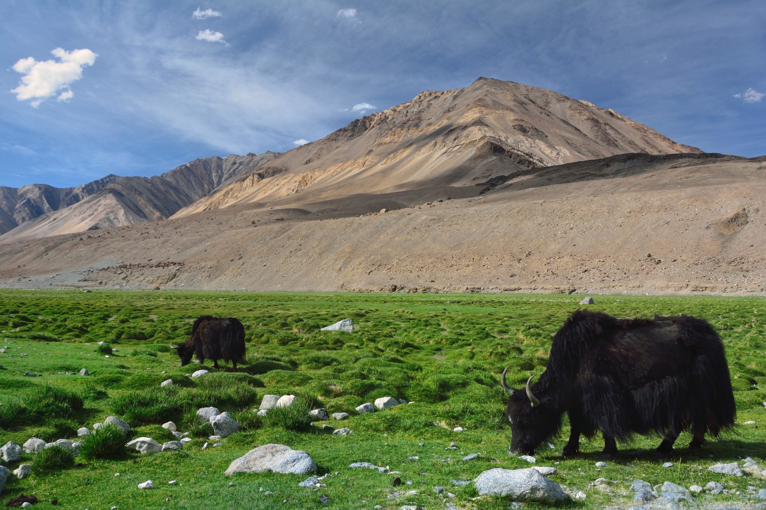 <p>Tibetan yaks graze on high mountain pasture in northern India. Regenerative farming focuses on moving animals through land to mimic traditional grazing patterns. (Image: Ilona Kryzhanivska / Alamy)</p>