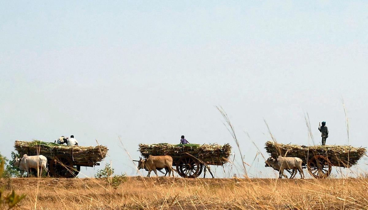 Labourers transport sugarcane on bullock carts to a factory