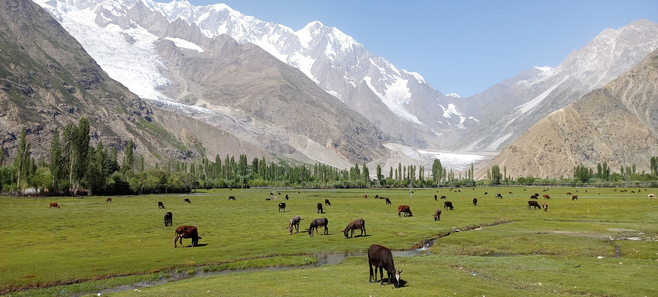 Cattle graise in Kharygal Ghamo Glacier, Pakistan