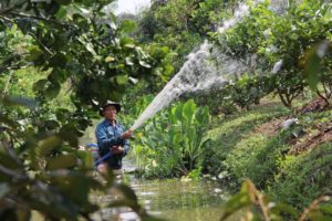 <p>A farmer in the Mekong Delta pumps water from a nearby canal to water his land. Dykes and canals mitigate the impacts of water scarcity in the short term, but may be hastening the declining fertility of the region. (Image: Nhìn Tấn Thuận)</p>