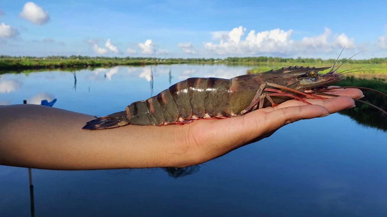 A large prawn farmed in the Mekong Delta, Nhìn Tấn Thuận