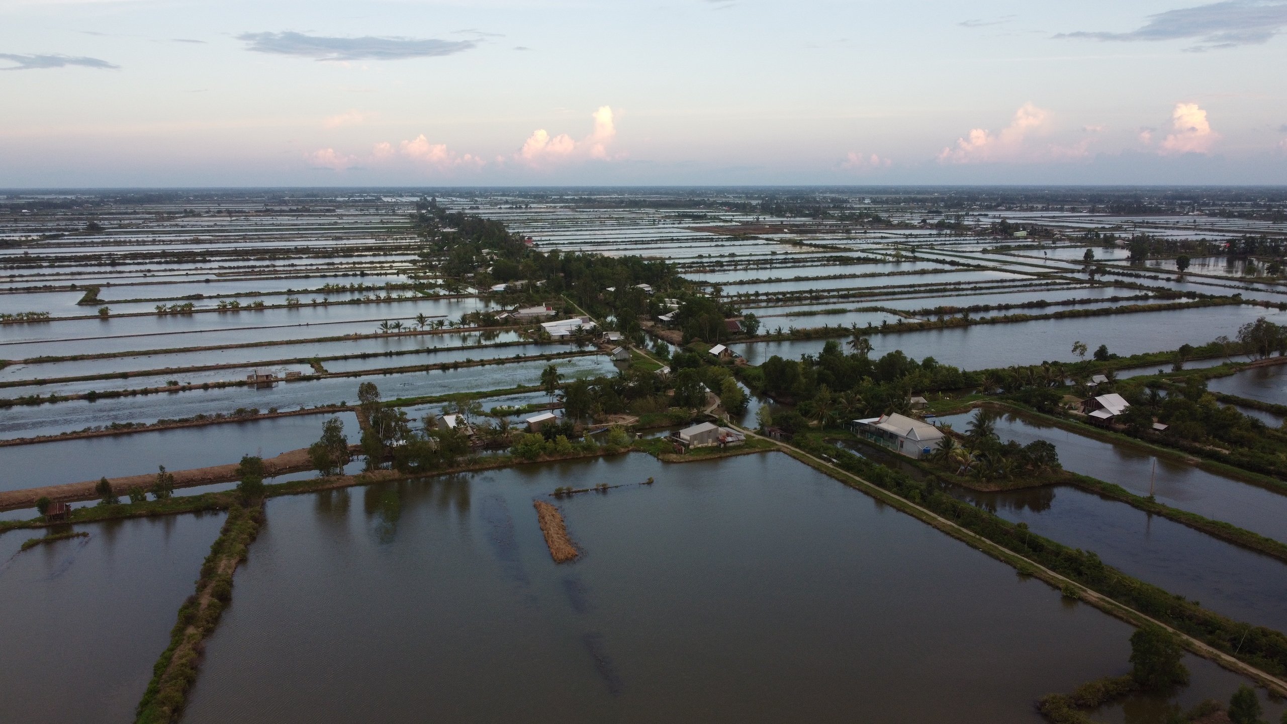 Flooded rice paddies in the Mekong Delta, Nhìn Tấn Thuận