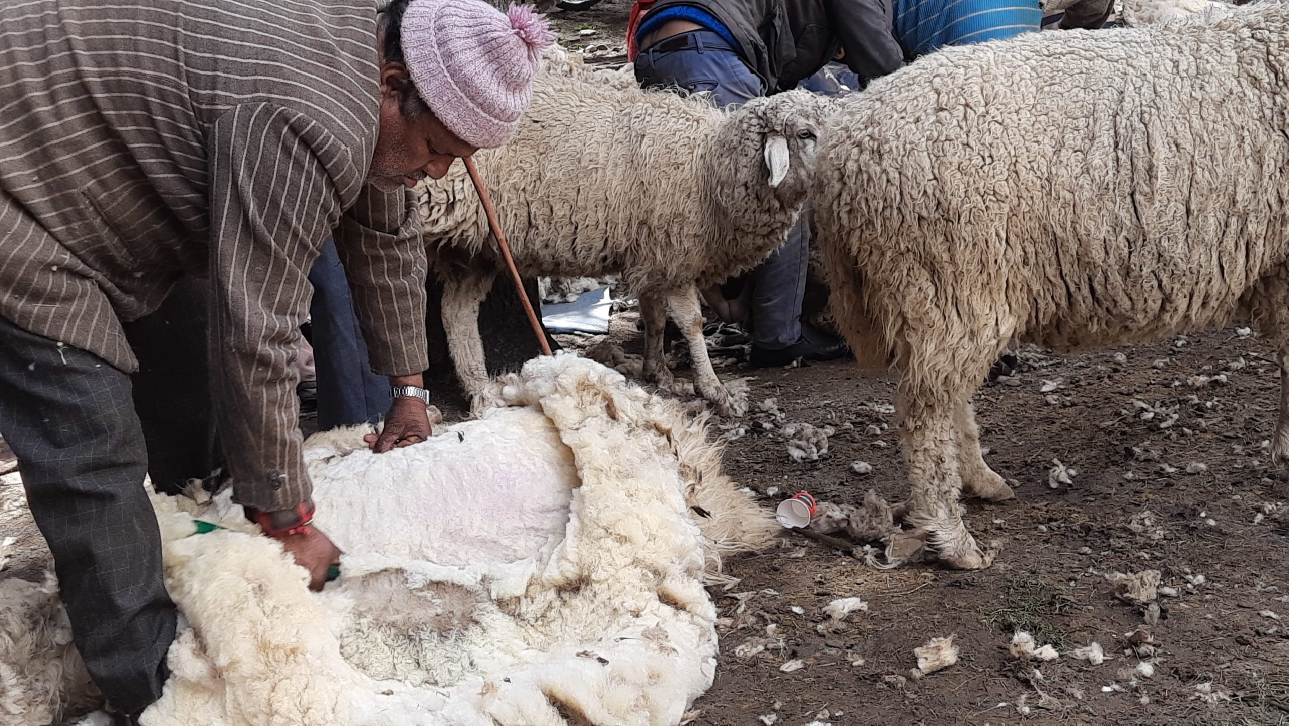 A Bhotia shepherd shearing wool in Bagori village, Uttarakhand.