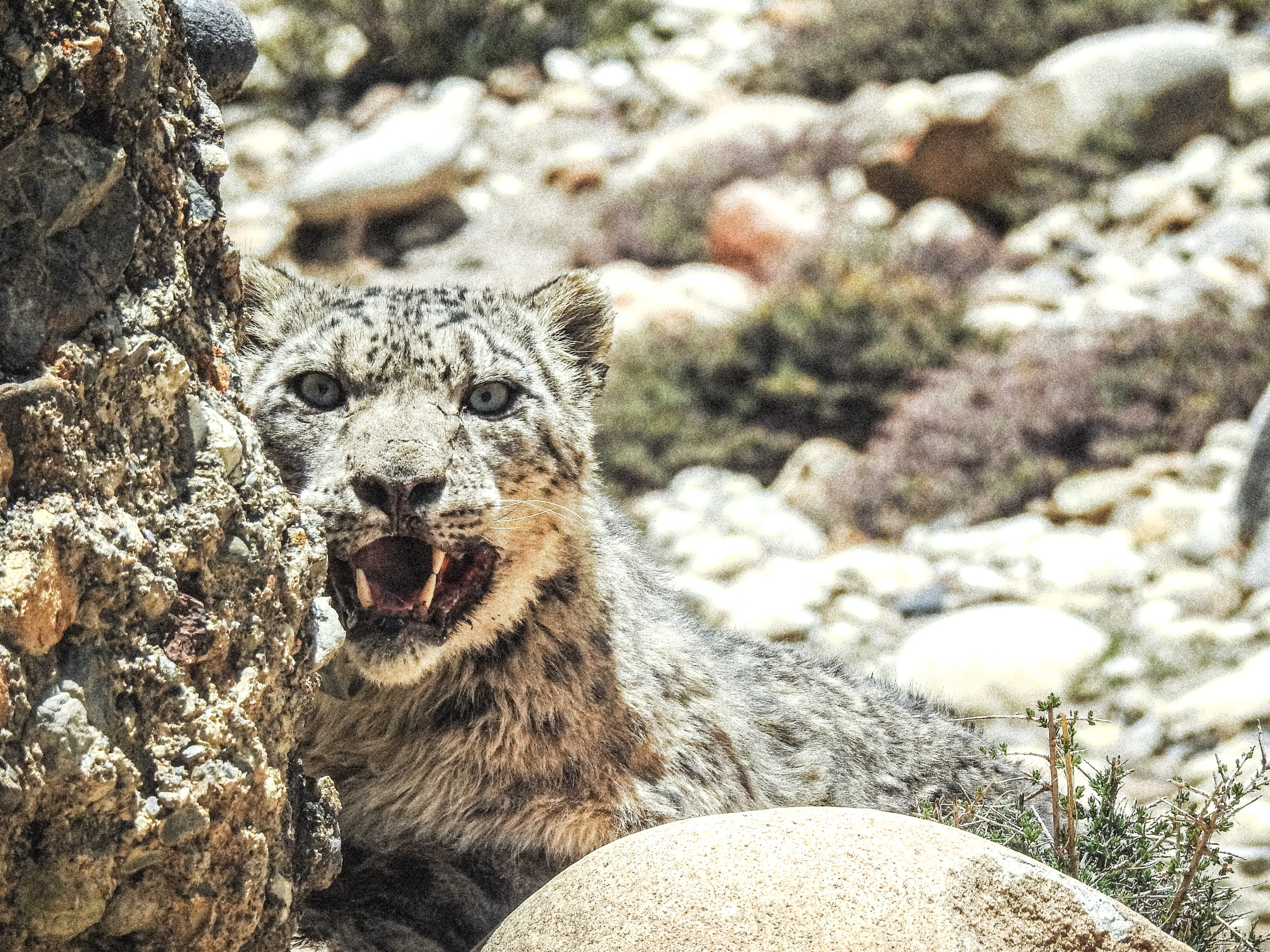 Langyen, a snow leopard collared during a telemetry expedition in  Nisyal, Nepal