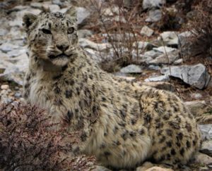 snow leopard resting among rocks