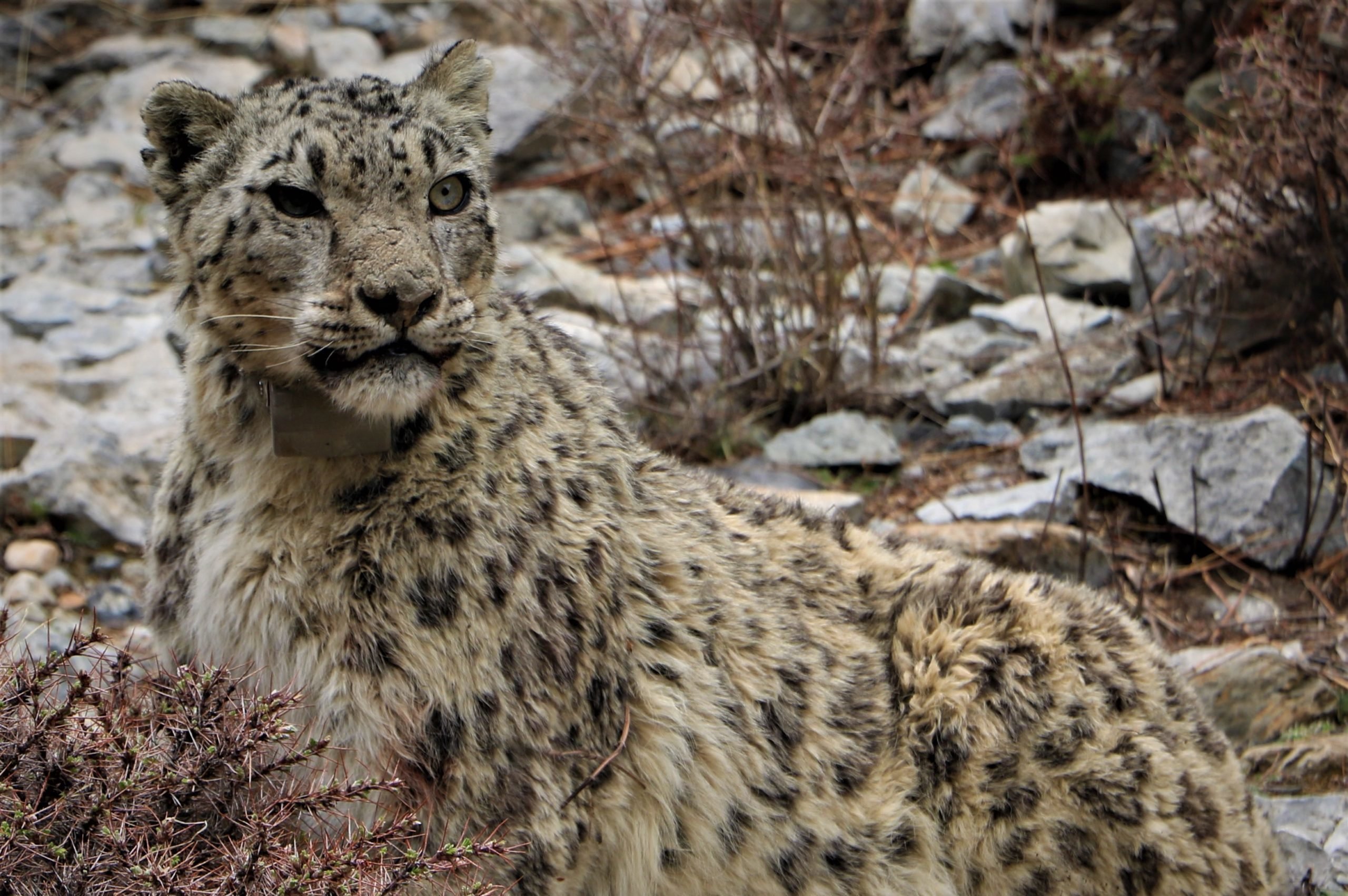 <p>Ghangri Gapi Hyul, the first snow leopard collared during the expedition in Nisyal, Nepal (Image: DNPWC / WWF Nepal)</p>