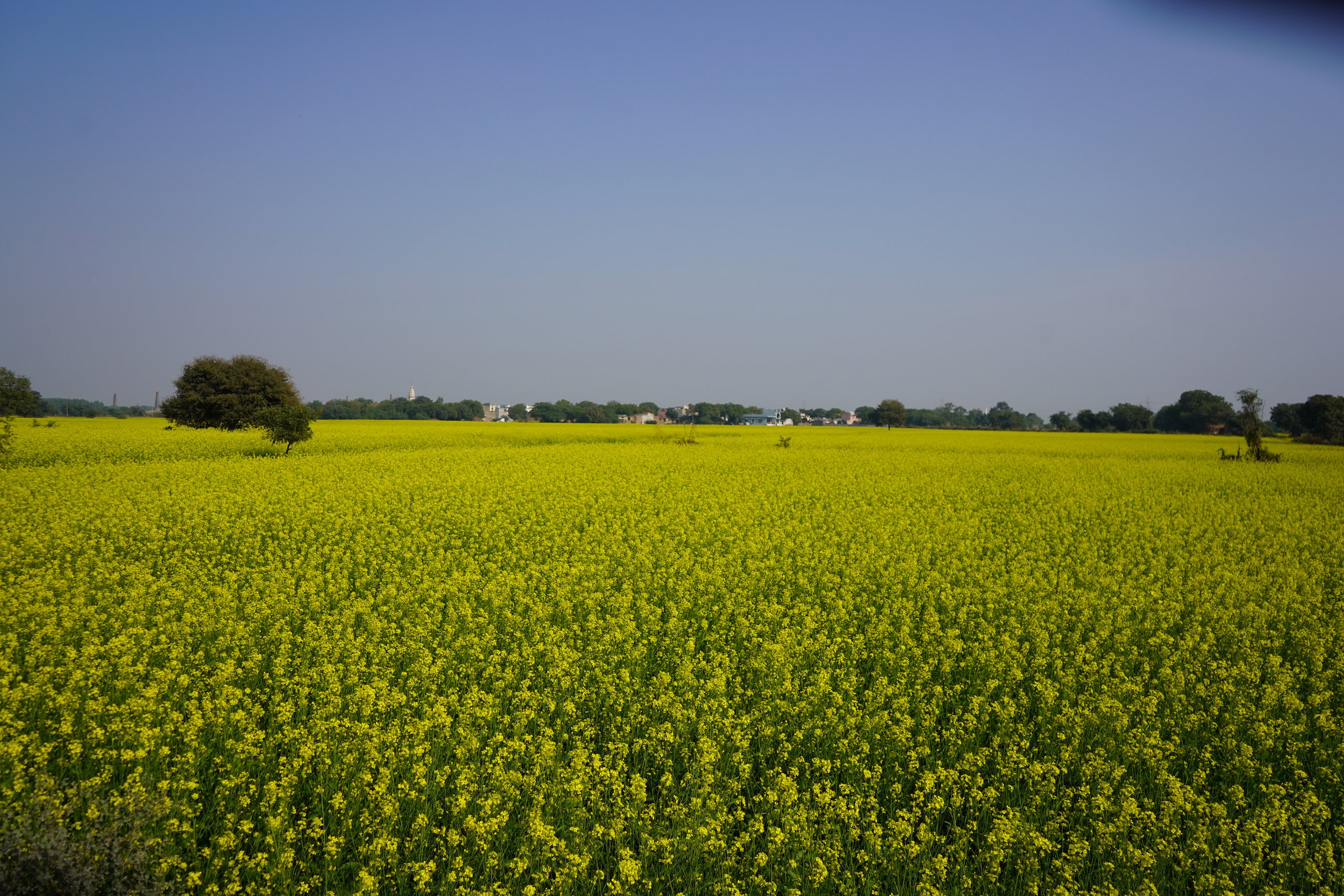 A field of crops with yellow flowers