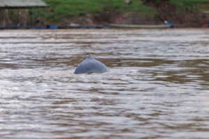 An Irrawaddy dolphin emerges to breath in the water of the Anlung Cheauteal Pool