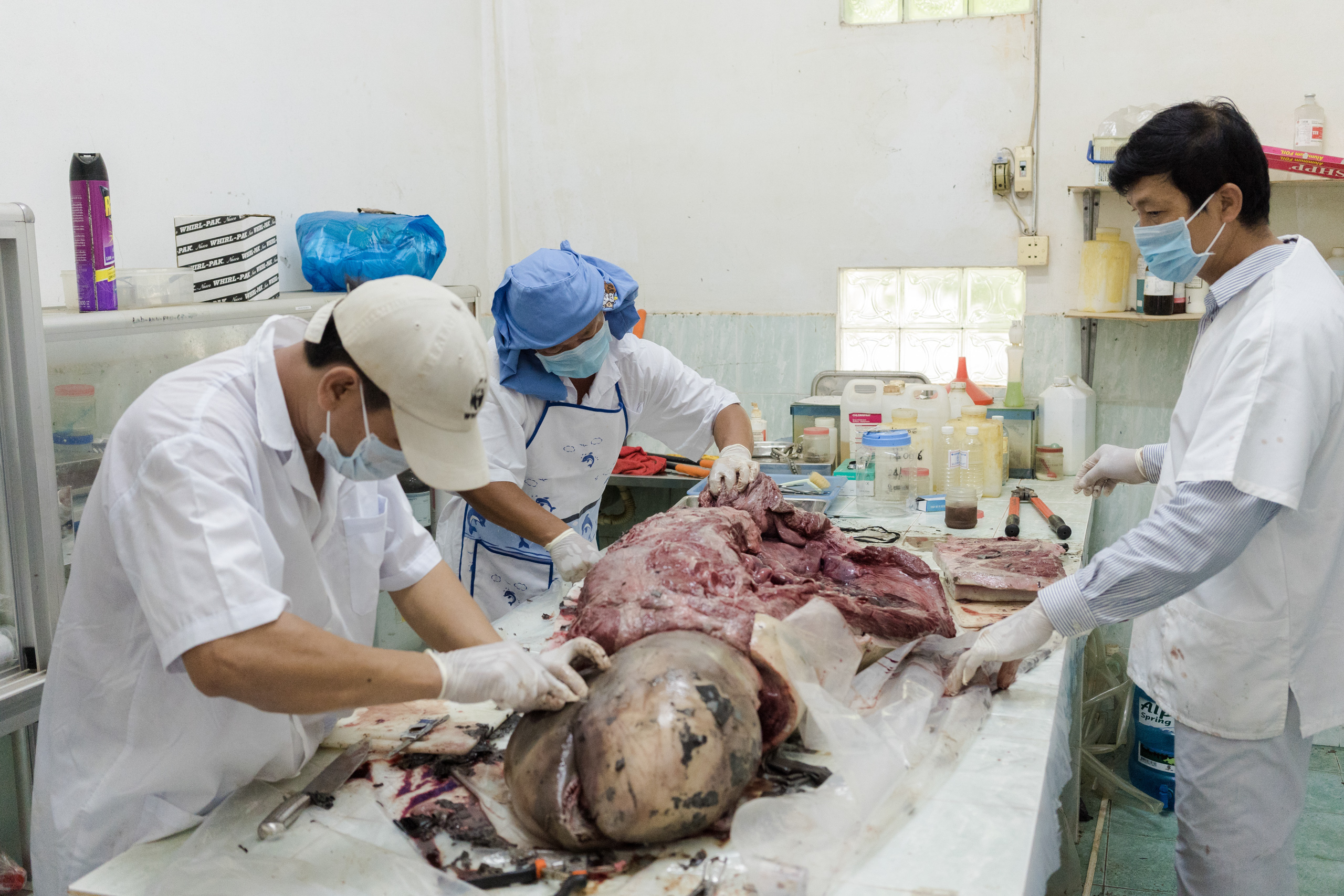A team of WWF personal performs an autopsy on the carcass of an Irrawaddy dolphin found dead on June 29th 2018