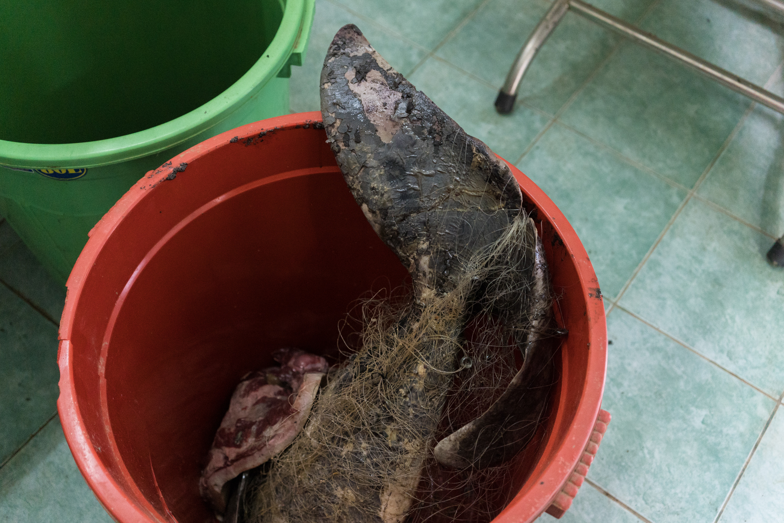 Close up of the tail of an Irrawaddy dolphin found dead on by local fishermen in the protected area of Kampi