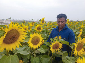 <p>Shahin Hossain, a farmer in Rangpur district of northern Bangladesh, has moved from tobacco to sunflower cultivation (Image: Smita Kundu)</p>