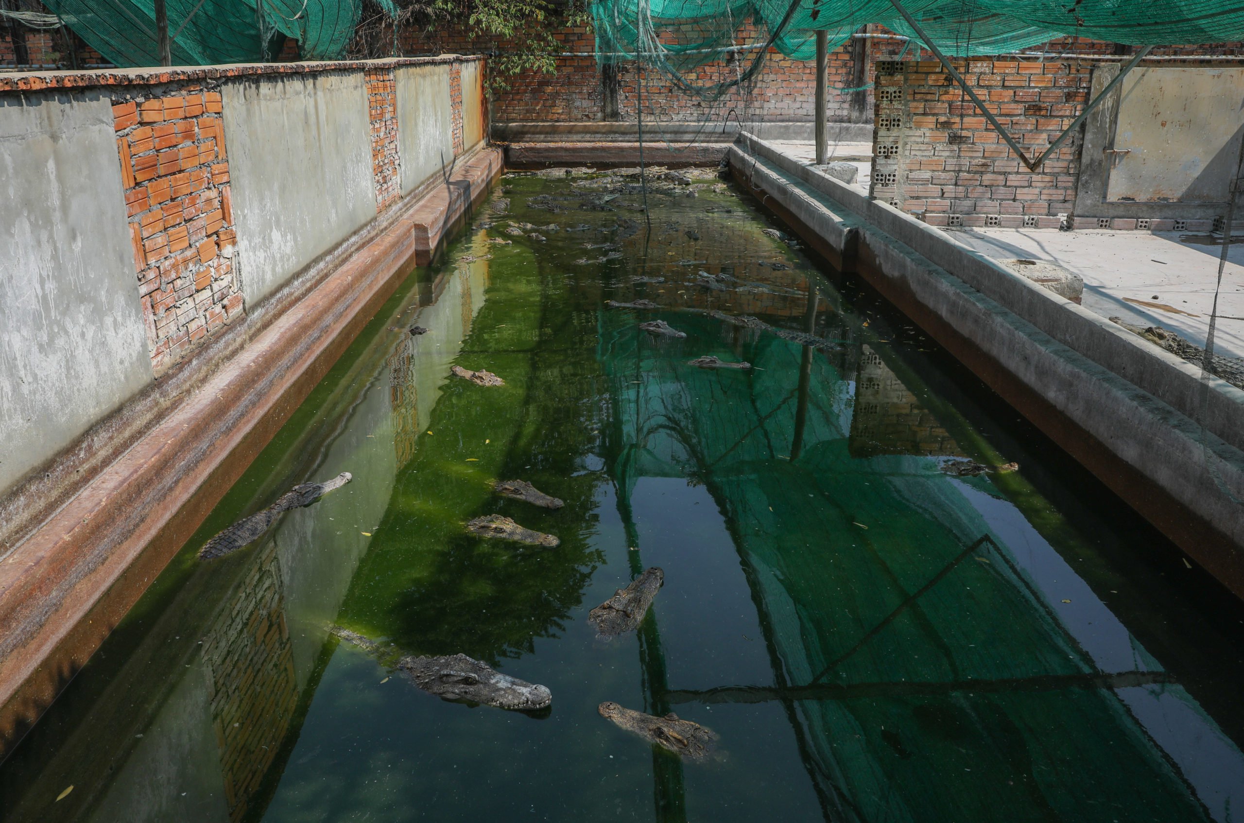 Siamese and hybrid crocodiles in a pool at a crocodile farm in Siem Reap, Cambodia