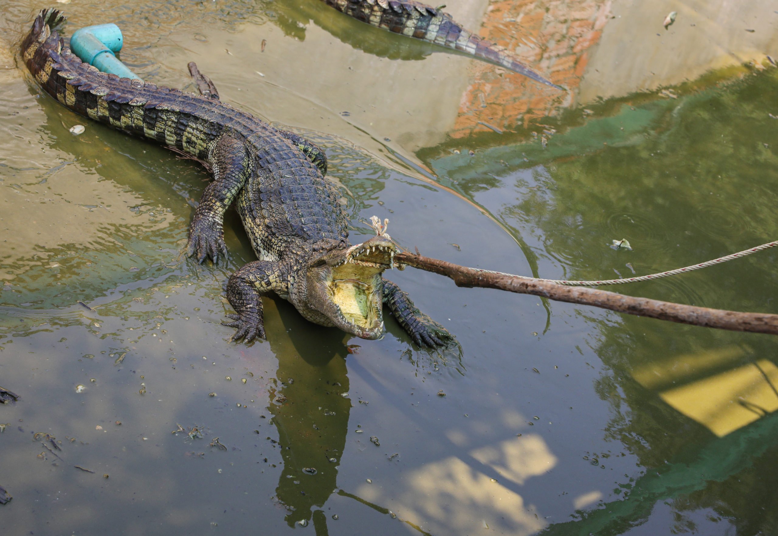 A Siamese crocodile being collected from a pool at a crocodile farm in Siem Reap 
