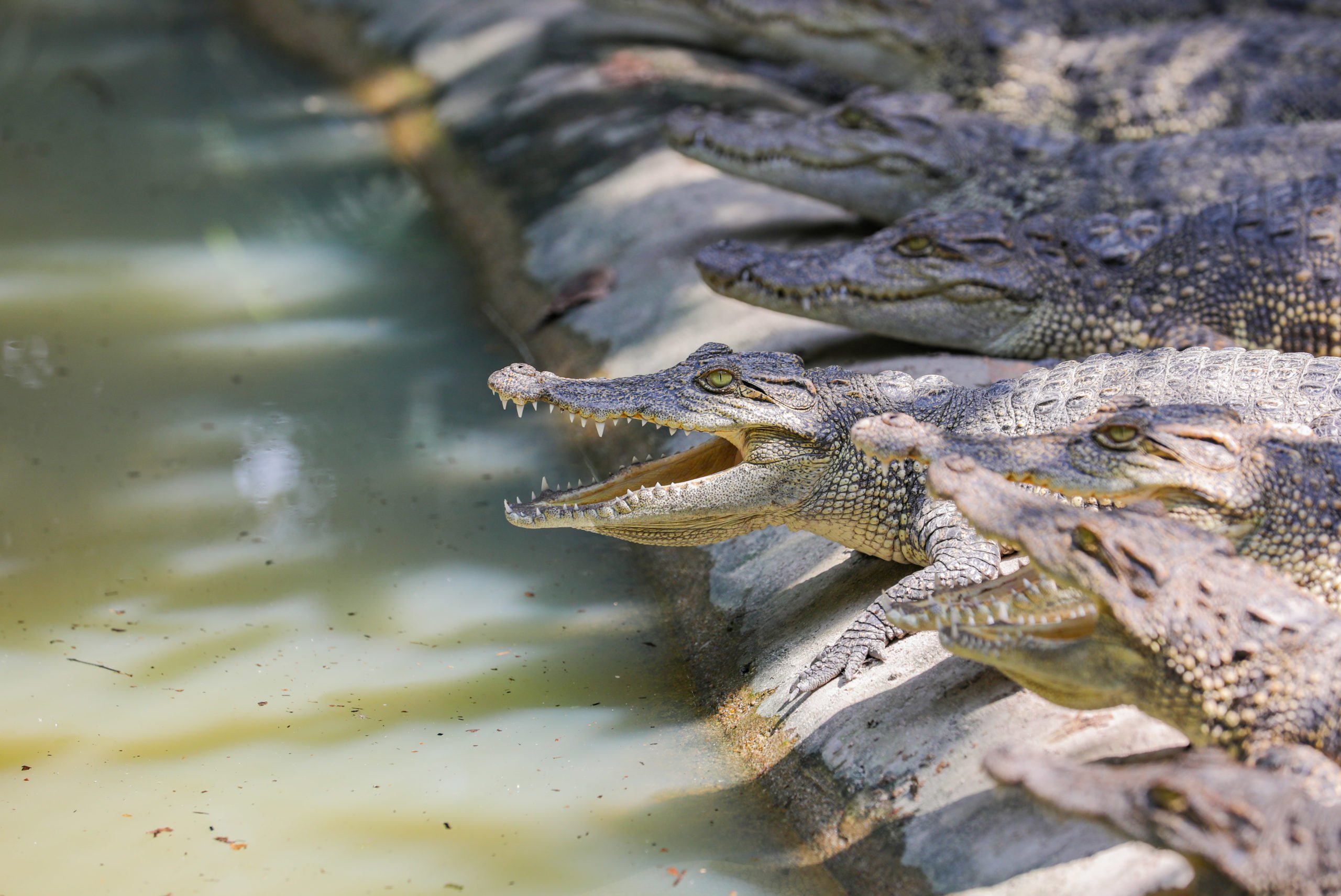 Juvenile Siamese crocodiles at Phnom Tamao Wildlife Rescue Center open their mouths to keep cool – a process similar to panting
