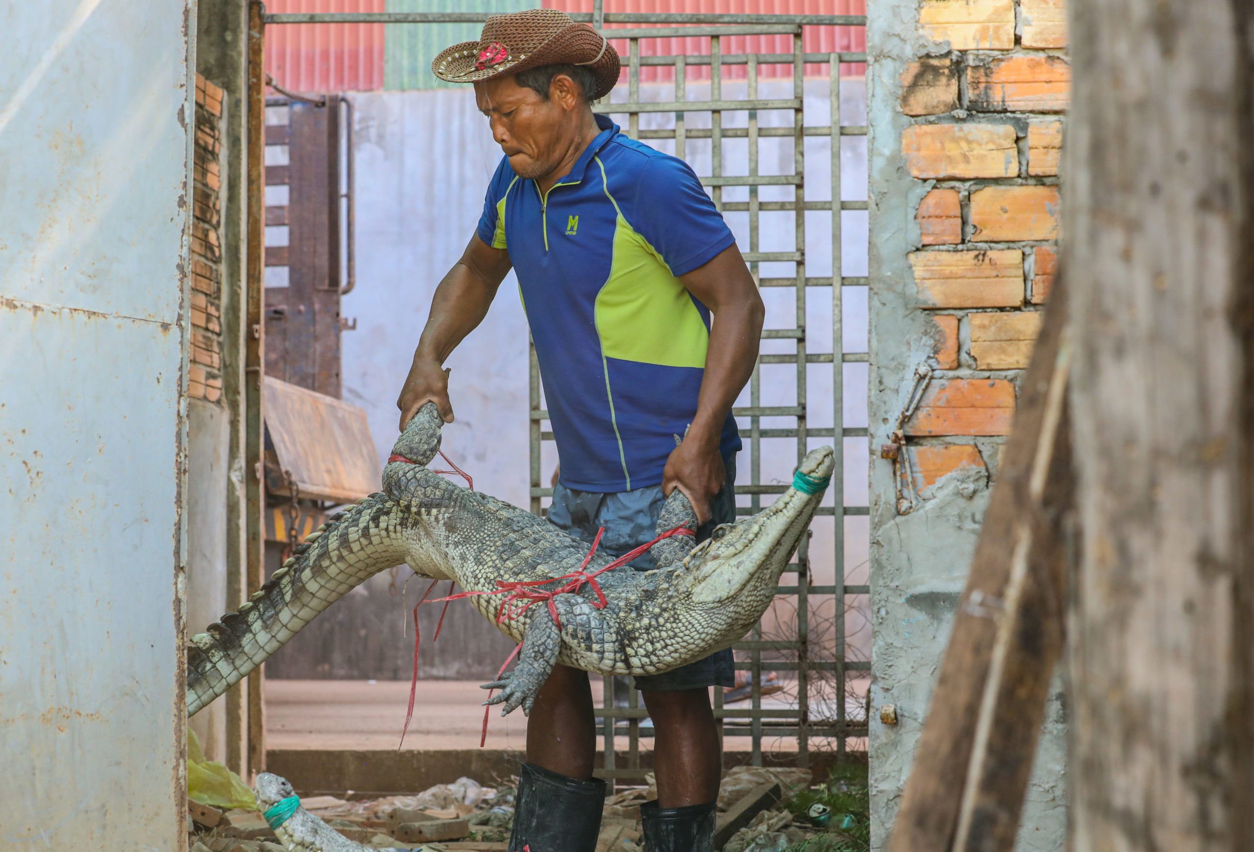 Crocodile wrangler Noo-hok Sang carries a captured crocodile in Siem Reap that is being donated to a conservation organisation 