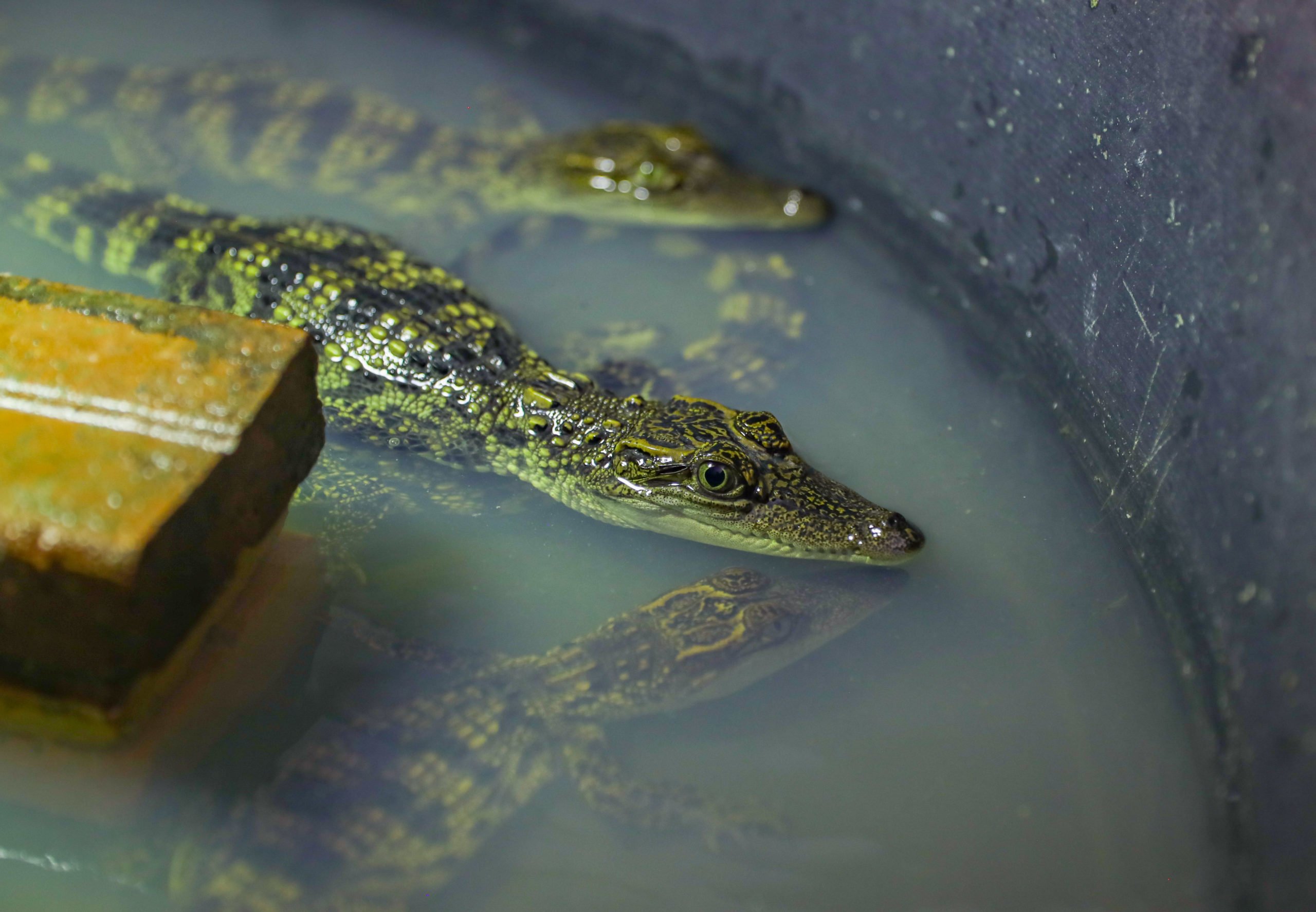 Siamese crocodile hatchlings, under a year old, at the Siamese Crocodile Breeding Facility in Phnom Tamao Wildlife Rescue Center. There are 12 hatchlings at the facility as of February 2022. 