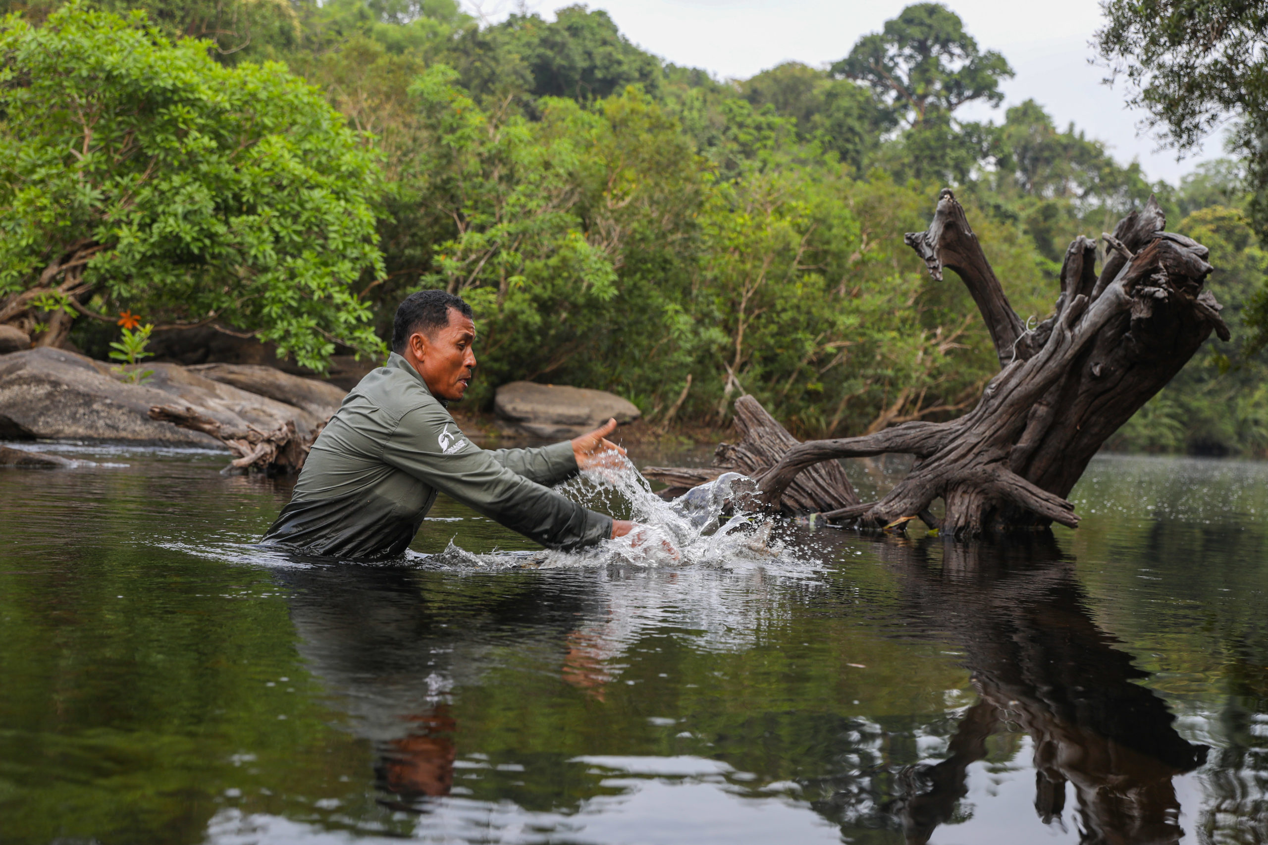 Sim Khmao, leader of a patrol team of community wardens tasked with protecting crocodile sanctuaries in the Cardamom Mountains, releases a farm-donated, pure-bred Siamese crocodile into the Sre Ambel River that flows through Cambodia’s Southern Cardamom National Park