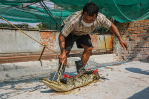 Crocodile wrangler Vah Regni steps onto a Siamese crocodile as he captures it in a farm in Siem Reap