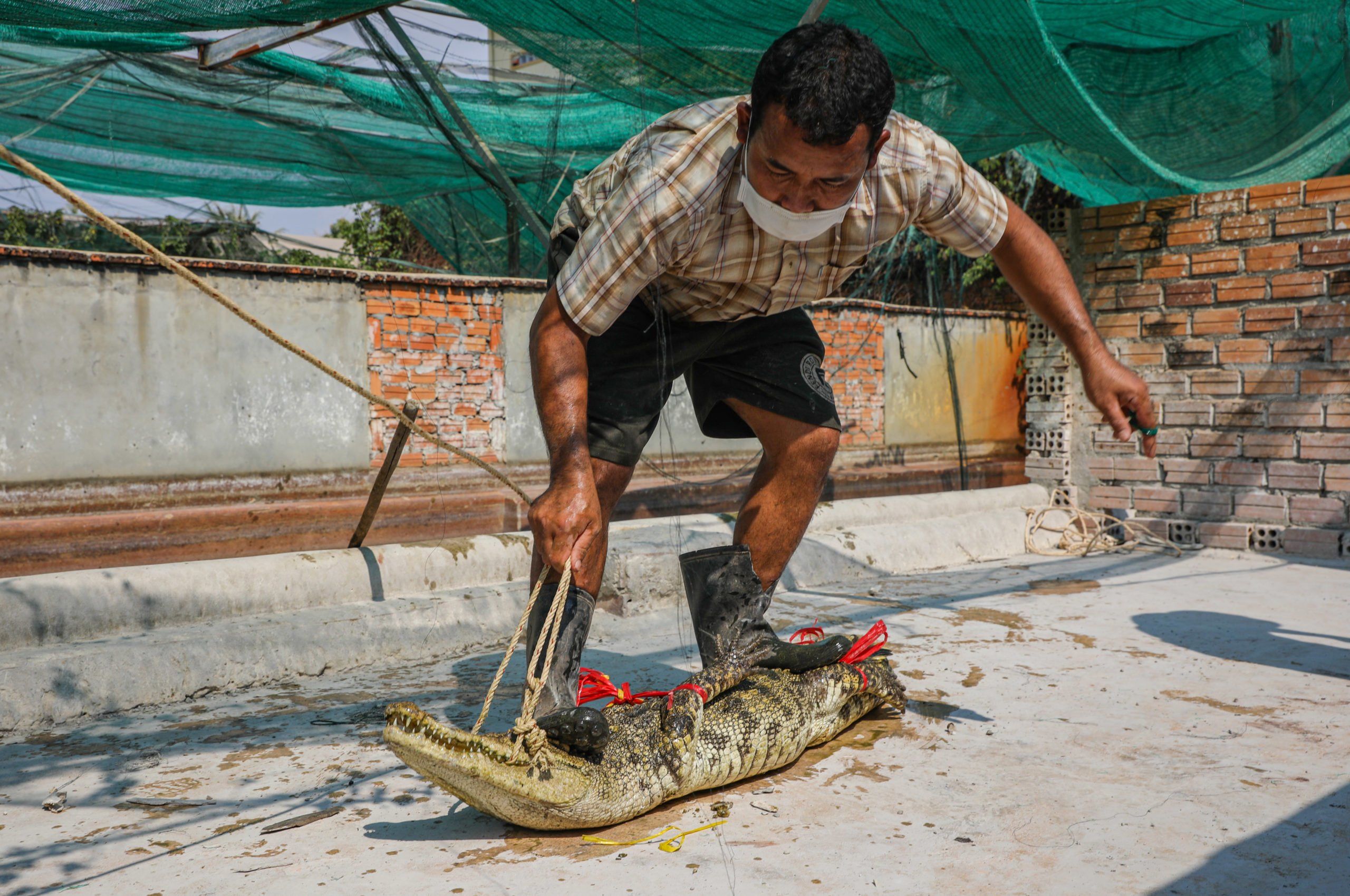 <p>Crocodile wrangler Vah Regni steps onto a Siamese crocodile as he captures it. The animal is one of 24 that was collected from a farm in Siem Reap and donated to a conservation organisation trying to save wild populations of Siamese crocodiles in Cambodia. (Image: Anton L. Delgado)</p>