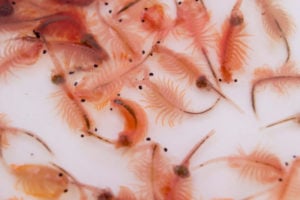 <p>Brine shrimp grow to a maximum length of 1 centimetre and thrive in hypersaline conditions, such as those in what remains of the Aral Sea in Uzbekistan (Image: Alamy) </p>