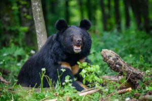 Close view of Asiatic black bear (Ursus thibetanus) in summer forest