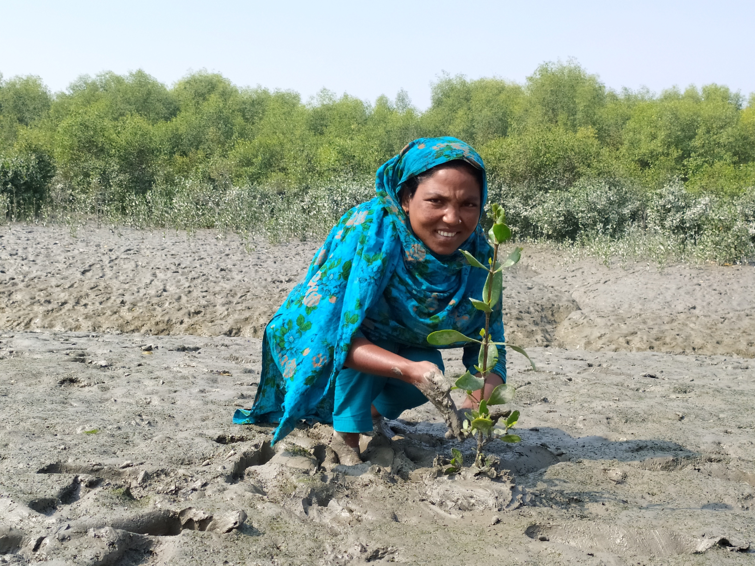 A woman plants a sapling