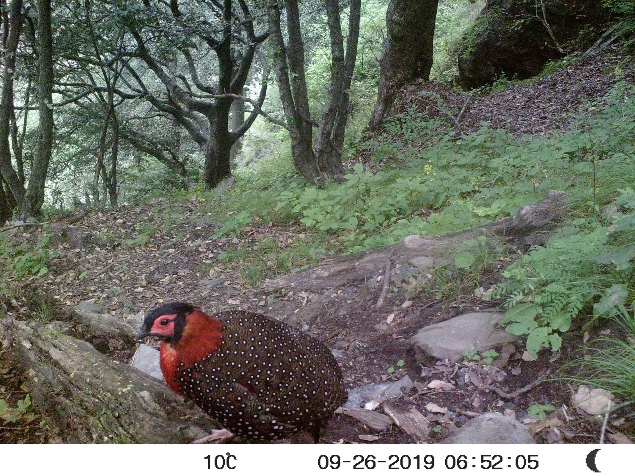 Western tragopan, captured on a camera trap in the Jagran Valley