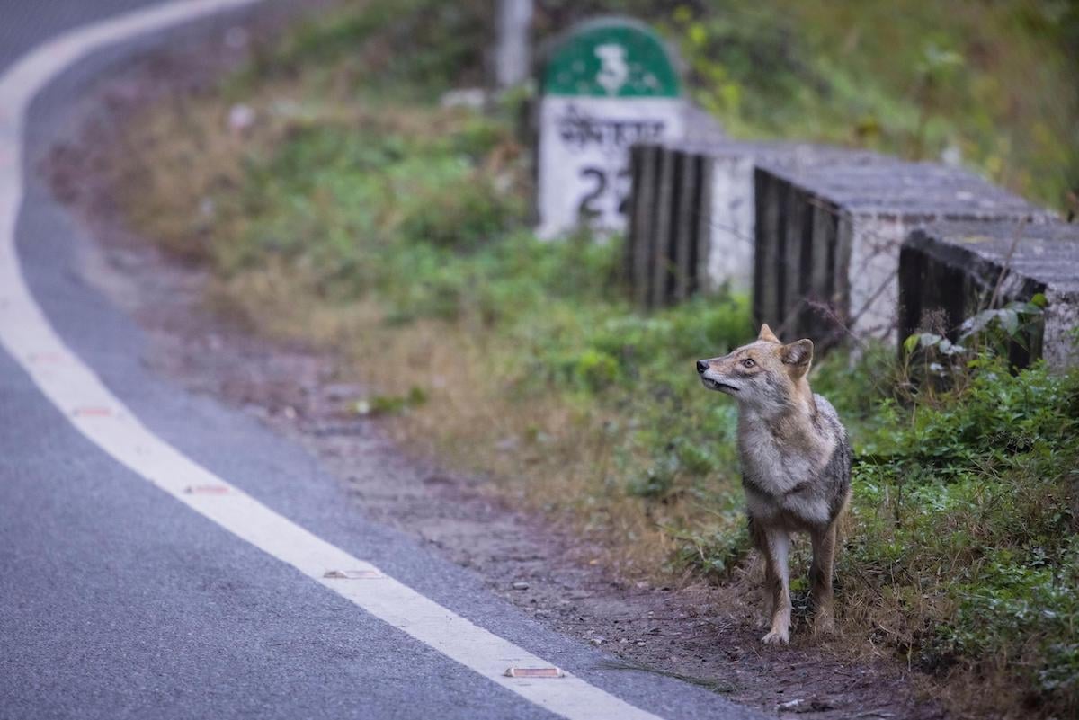 A jackal at a roadside