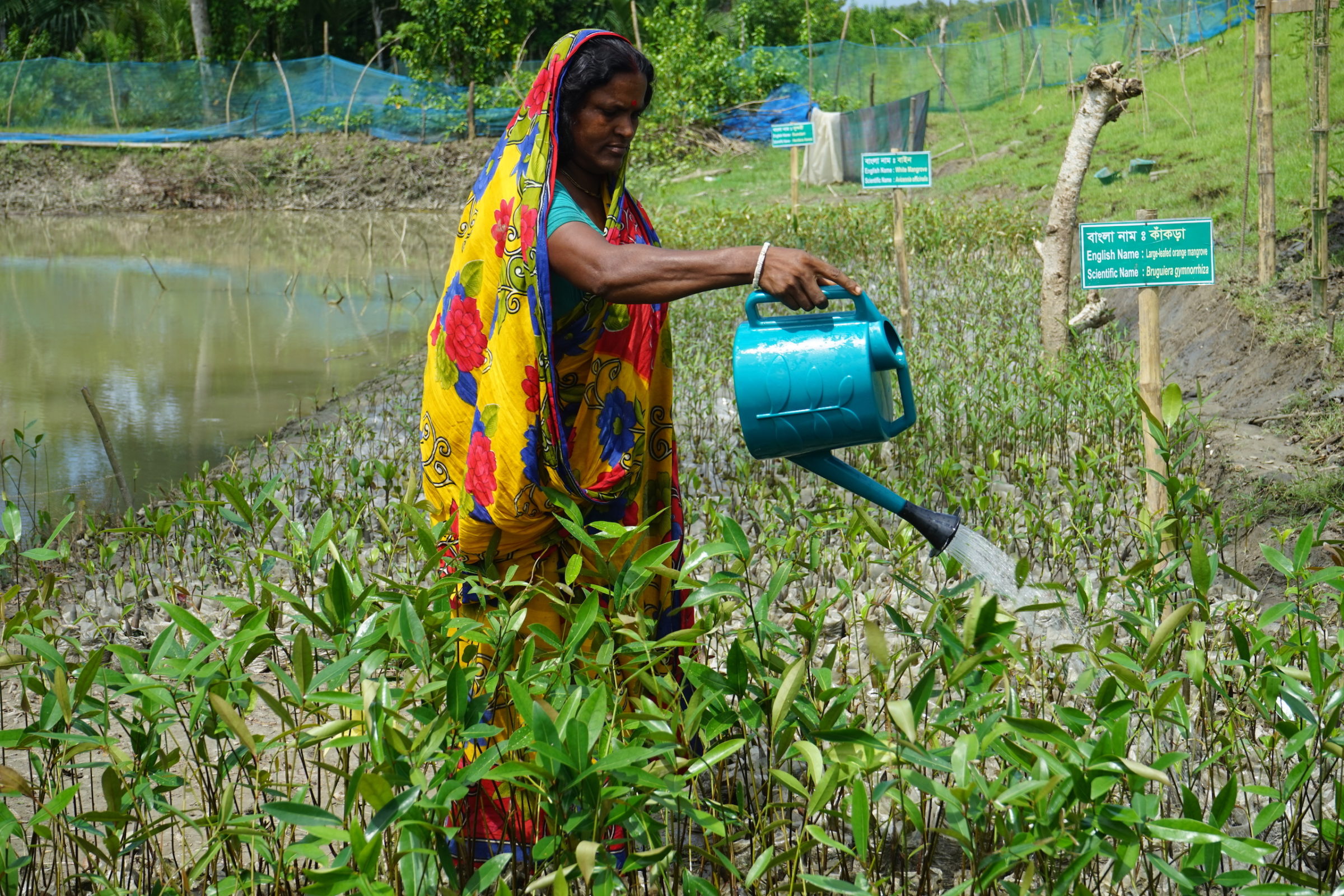 woman-tends-mangroves-Dakop-Khulna-Bangladesh_EnvironmentandDevelopmentSociety-2400x1600