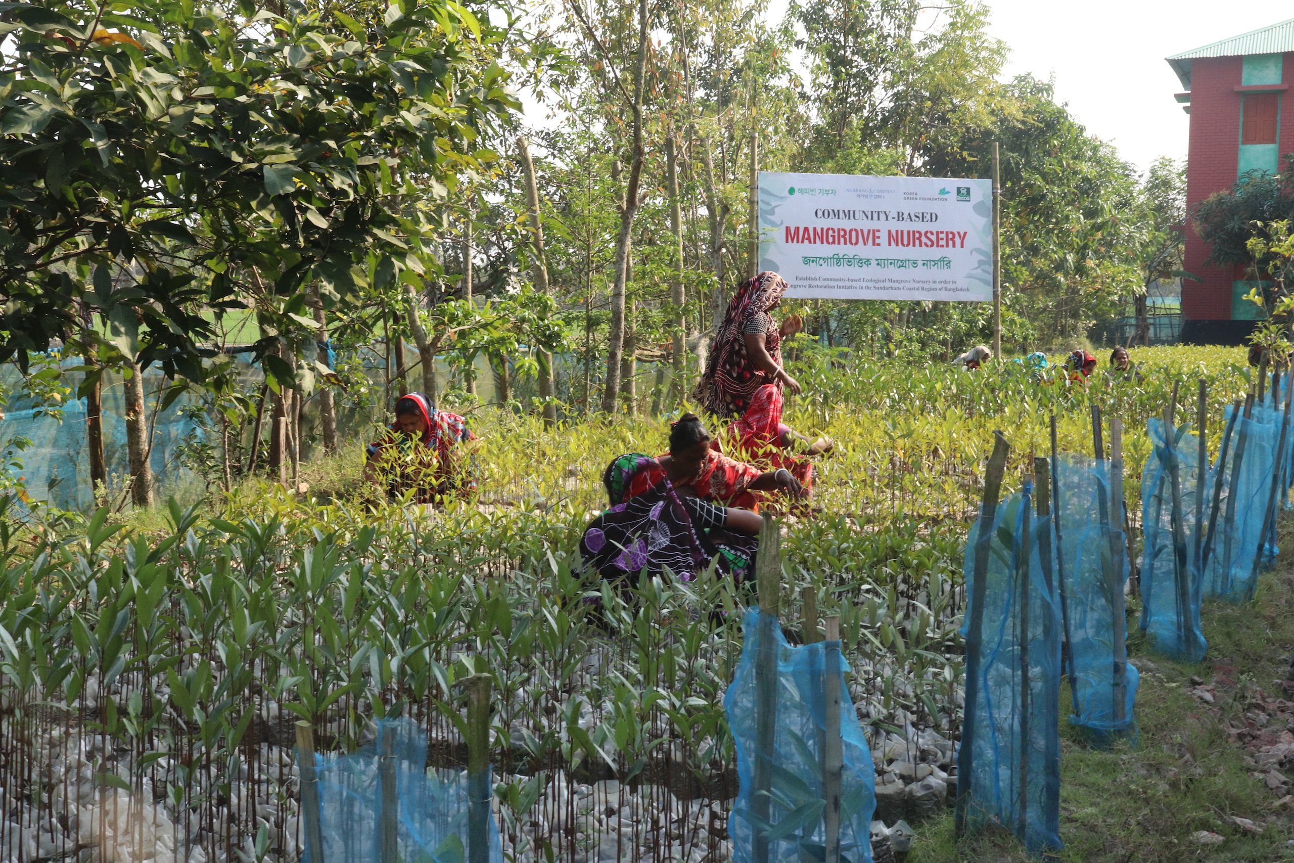 Women work at mangrove nursery