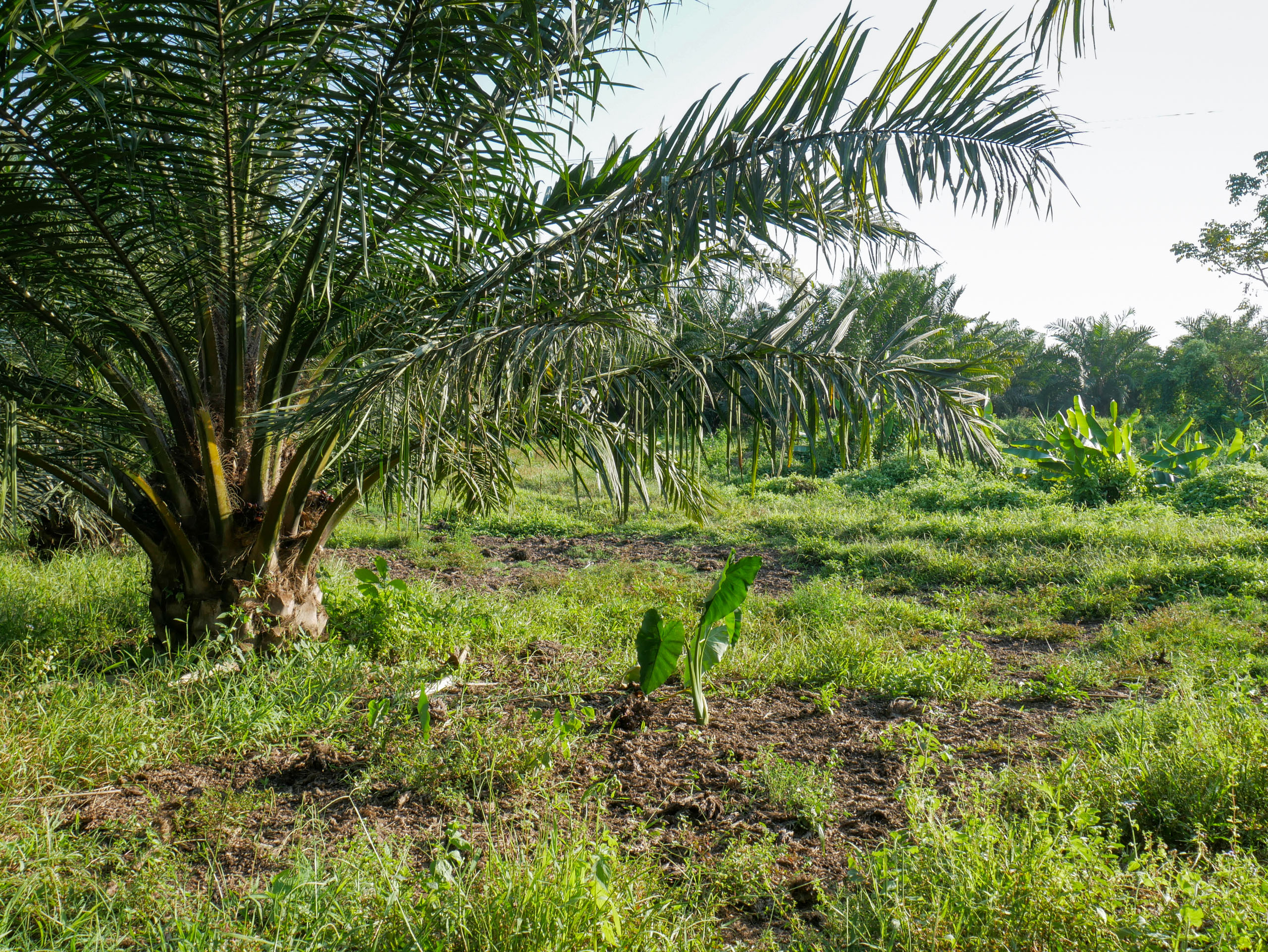  crops were grown between the palms when they were small