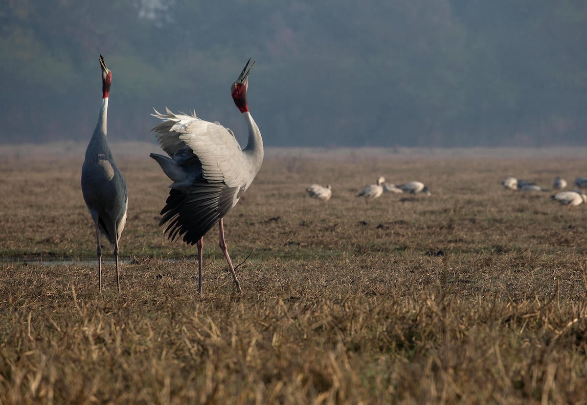 Sarus Crane pair calls out with other birds in the background watching