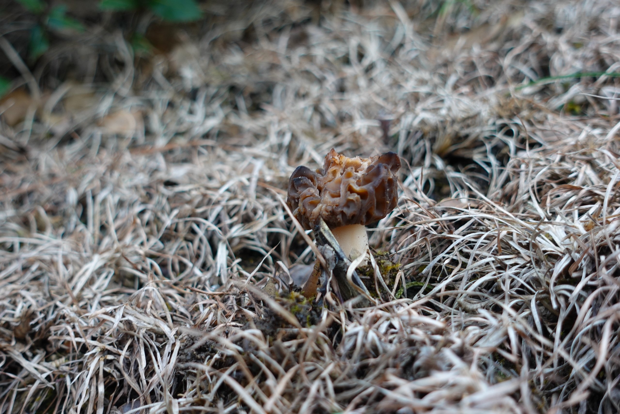 A morel mushroom growing in the wild 