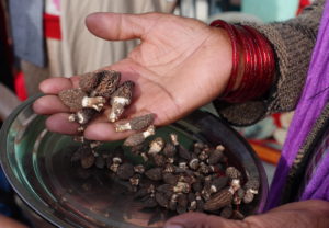 morel mushrooms harvested in himalayas