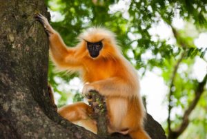 <p>The golden langur, one of many endangered species in the Himalayan region. Observers are paying close to attention to progress in negotiations towards a new global biodiversity deal, ahead of the COP15 meeting in China (Image: Alamy)</p>