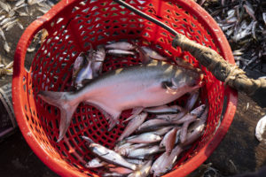 One big fish and several small fish in a plastic basket with more small fish on the ground surrounding the basket