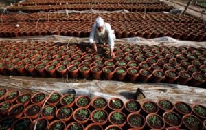 <p>A man tends seedlings at a plant nursery in Lahore (Image: Mohsin Raza / Alamy)</p>