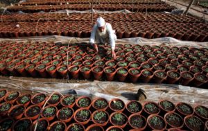 A man tends seedlings in clay pots at a plant nursery in Lahore, Pakistan