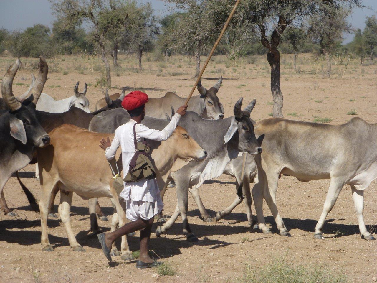 <p>With low and erratic rainfall, cattle herders in Rajasthan, India, move their herds to find water where they can (Image: CGIAR / <a href="https://www.flickr.com/photos/crp_drylands/14456498773/in/photostream/">Flickr</a> / <a href="https://creativecommons.org/licenses/by-nc-nd/2.0/">CC BY-NC-ND 2.0</a>)</p>