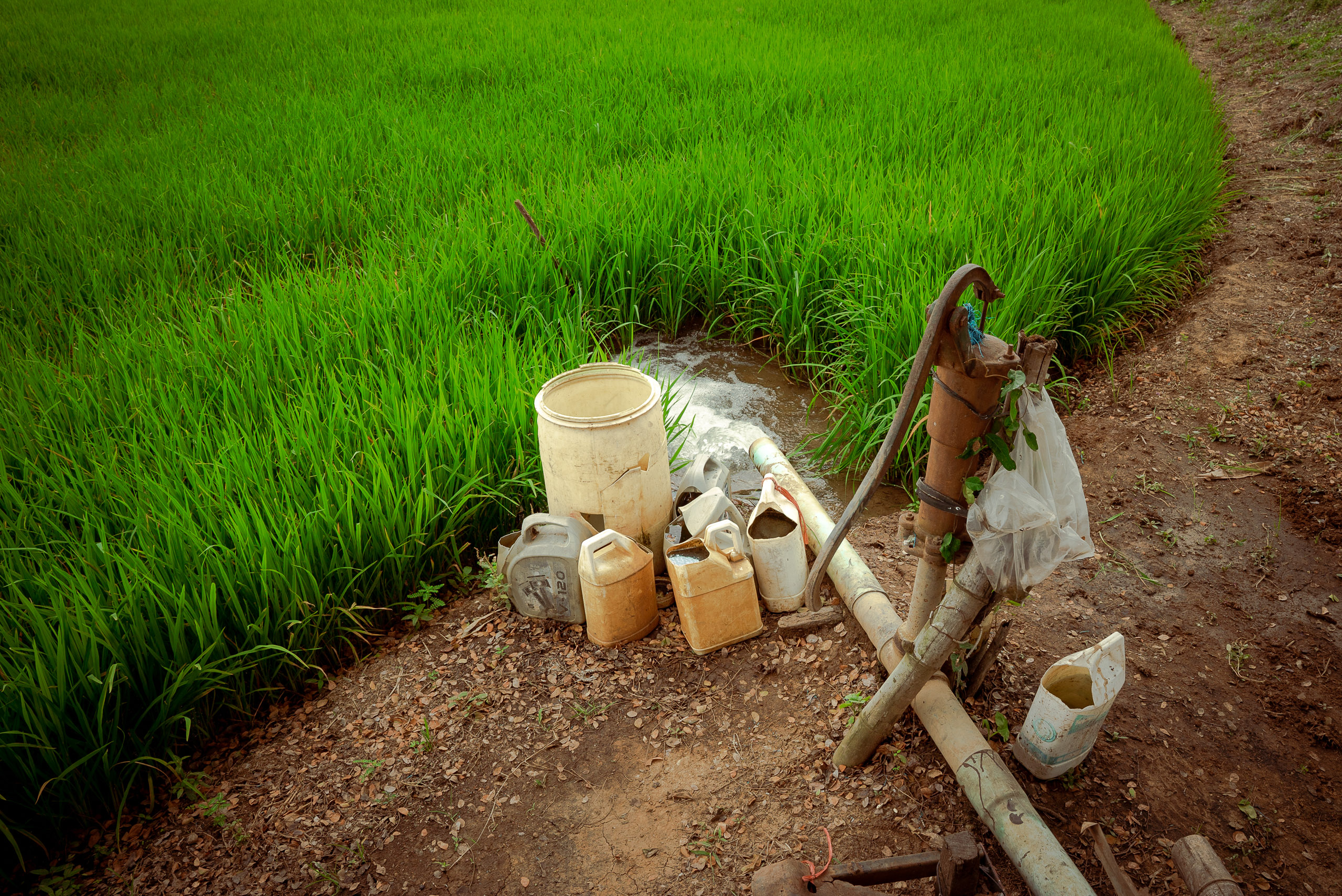 plastic containers next to paddy field