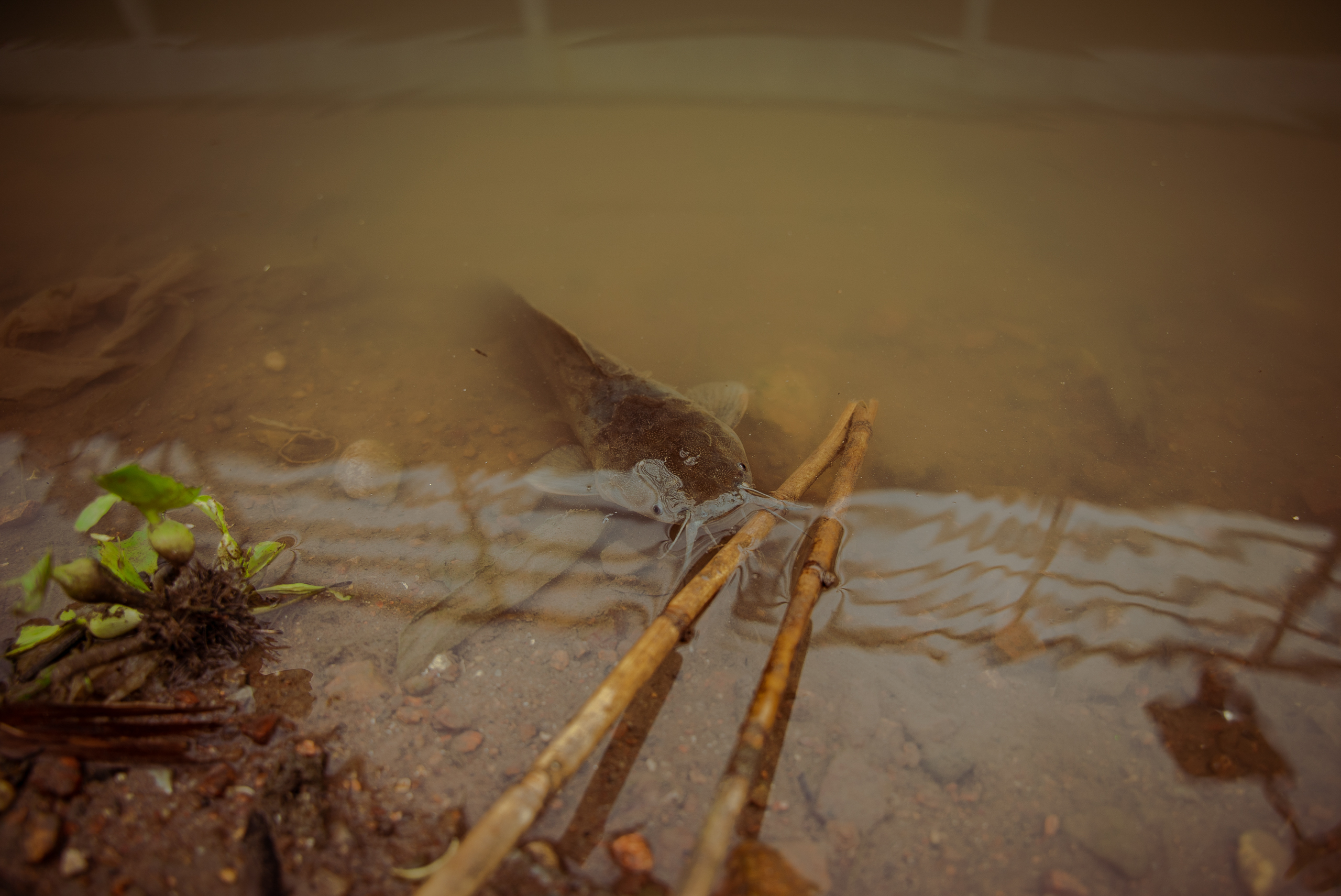 catfish in murky water