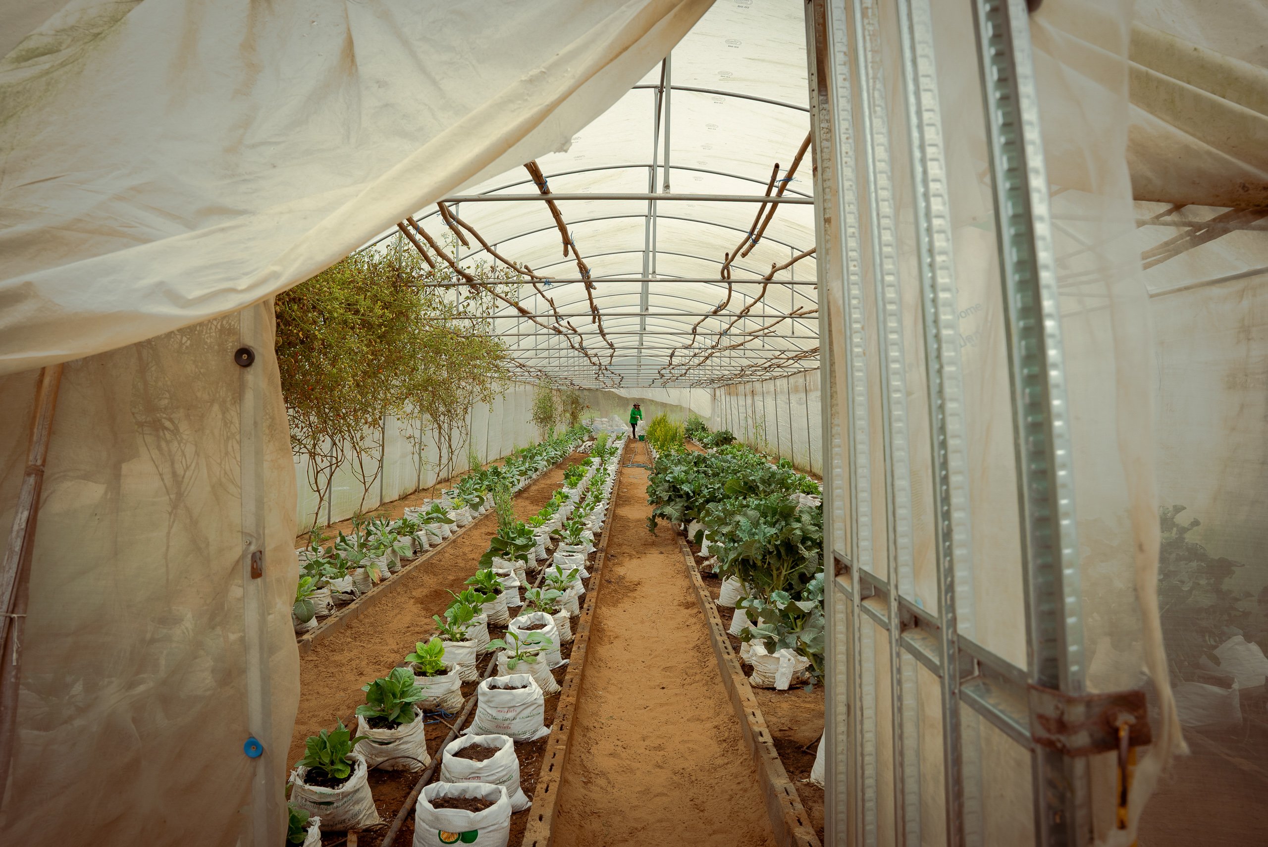 rows of seedlings in sacks inside greenhouse