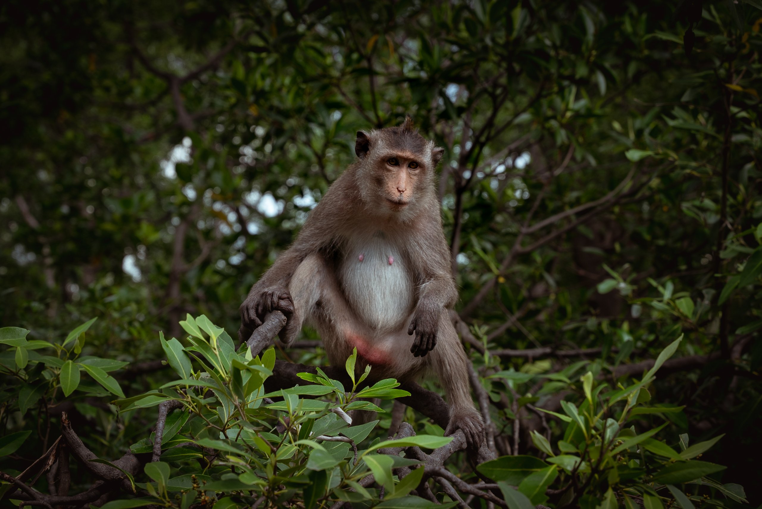 A monkey watches the humans invading its forest