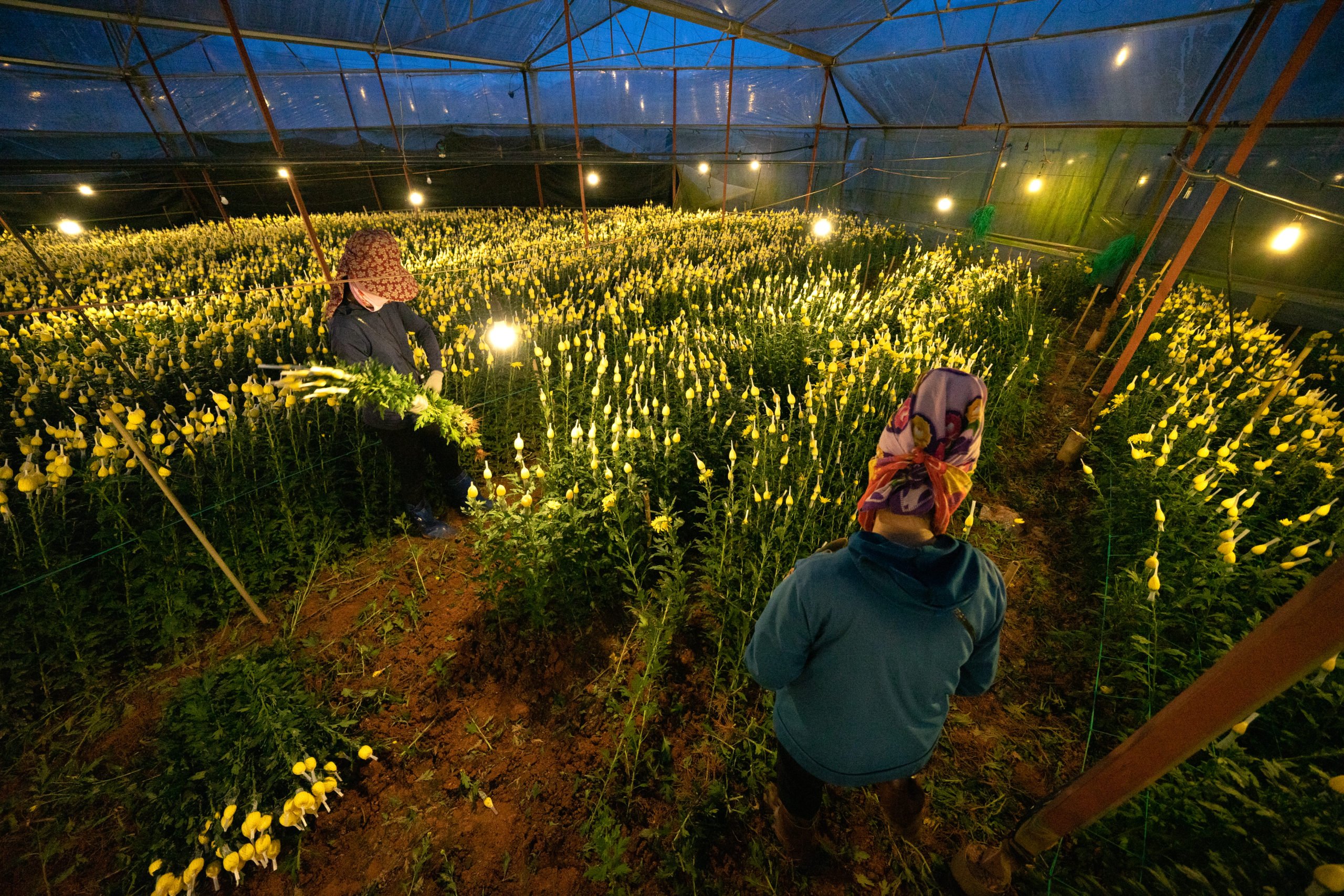 people cutting flowers in lit up greenhouse at night