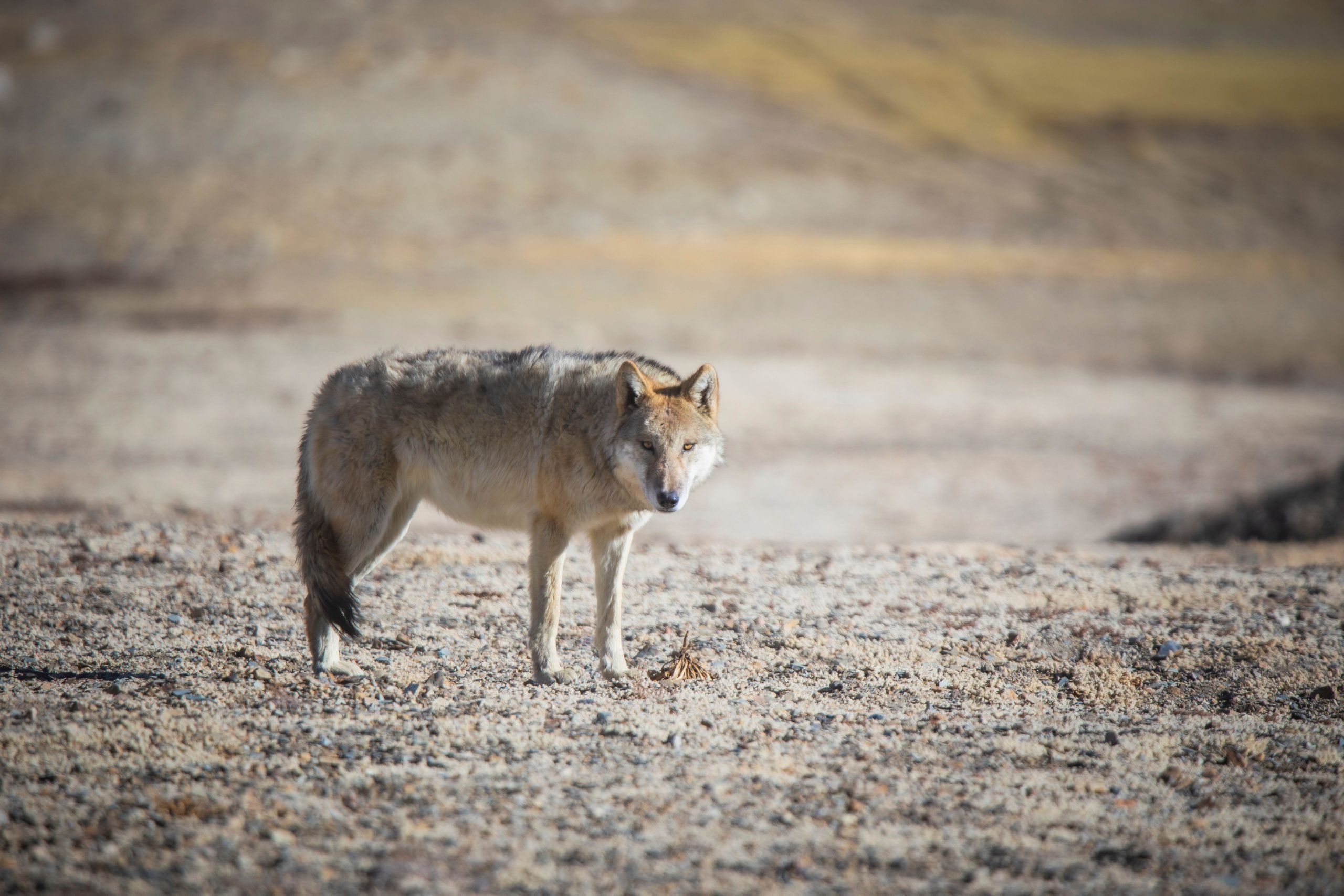 <p>A Himalayan or Tibetan wolf, photographed in Sikkim, India. The enigmatic and little-studied predator is increasingly making its presence known in Nepal&#8217;s Everest region. (Image: Sushi Chikane / Alamy)</p>
